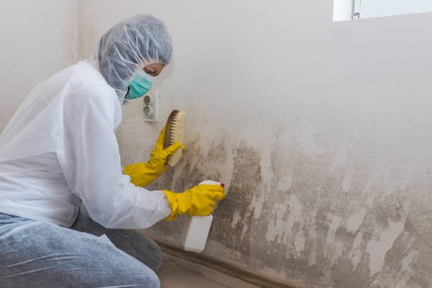 Colby, KS Mold Removal & Remediation Company